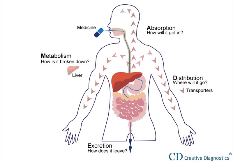 Absorption of Drugs - Creative Diagnostics