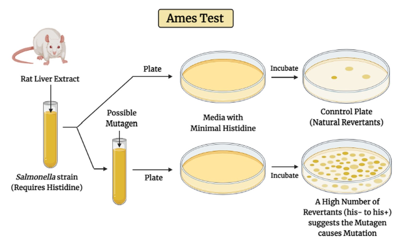 Ames Test - Creative Diagnostics