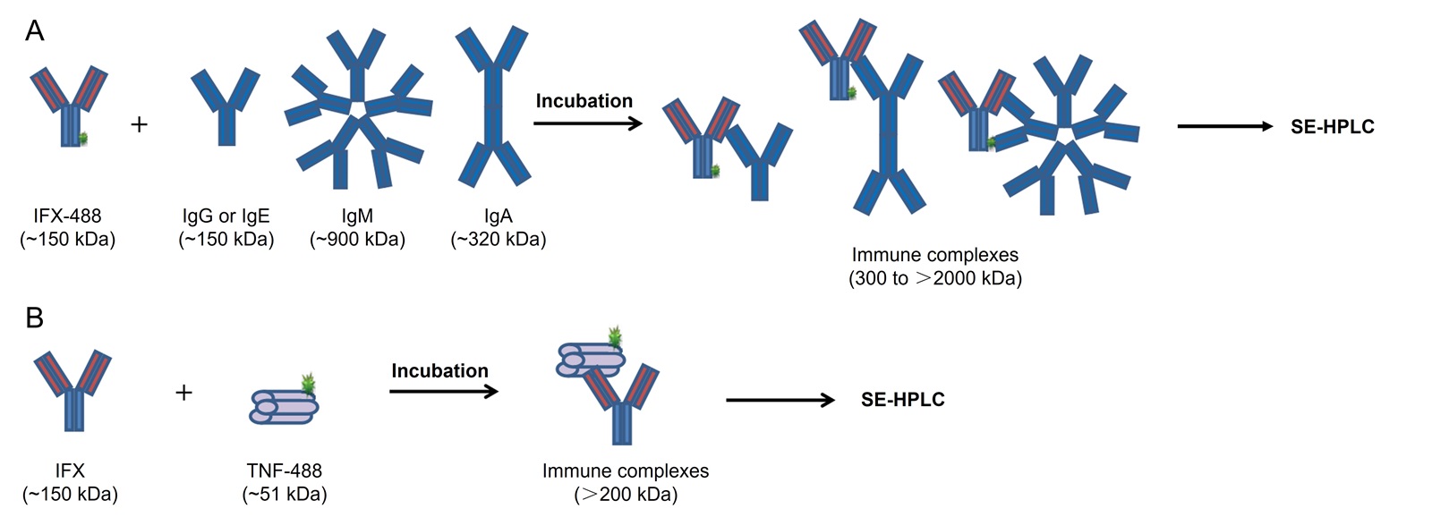 Assays for Anti-drug Antibodies - Creative Diagnostics