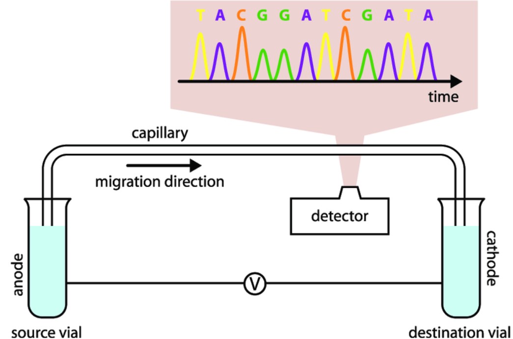 Content And Purity Analysis Of Biological Drugs Creative Diagnostics