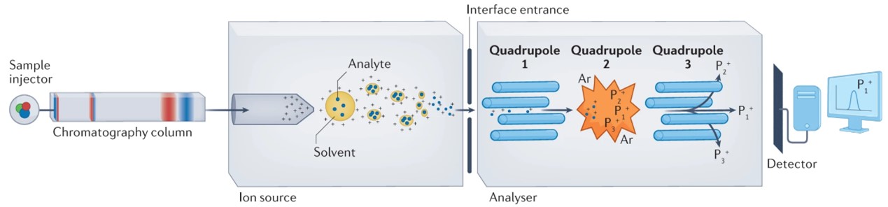 Liquid Chromatograph Tandem Mass Spectrometer (LC-MS/MS) - Creative ...