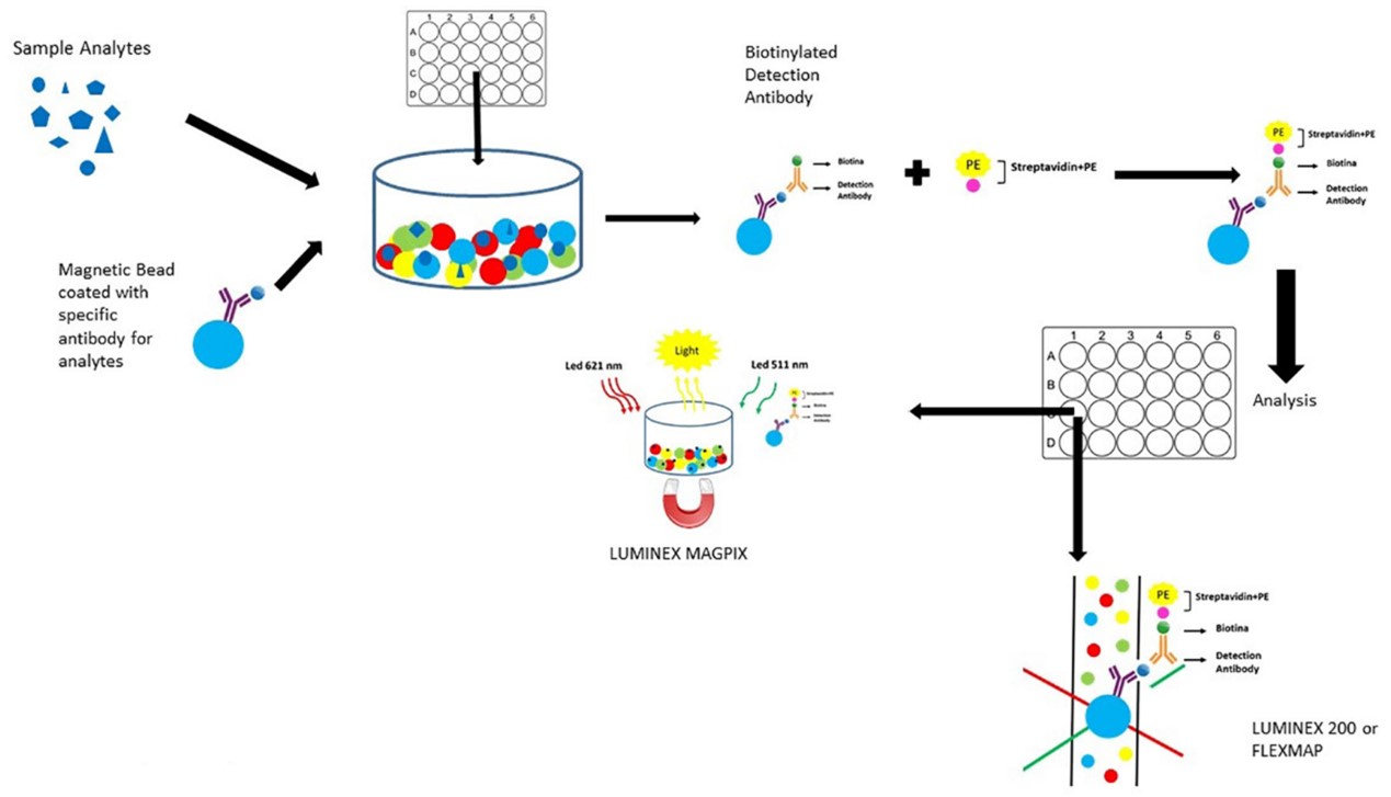 Luminex xMAP - Creative Diagnostics