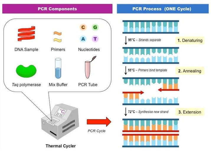 Molecular Level Analysis For Biological Drugs Creative Diagnostics