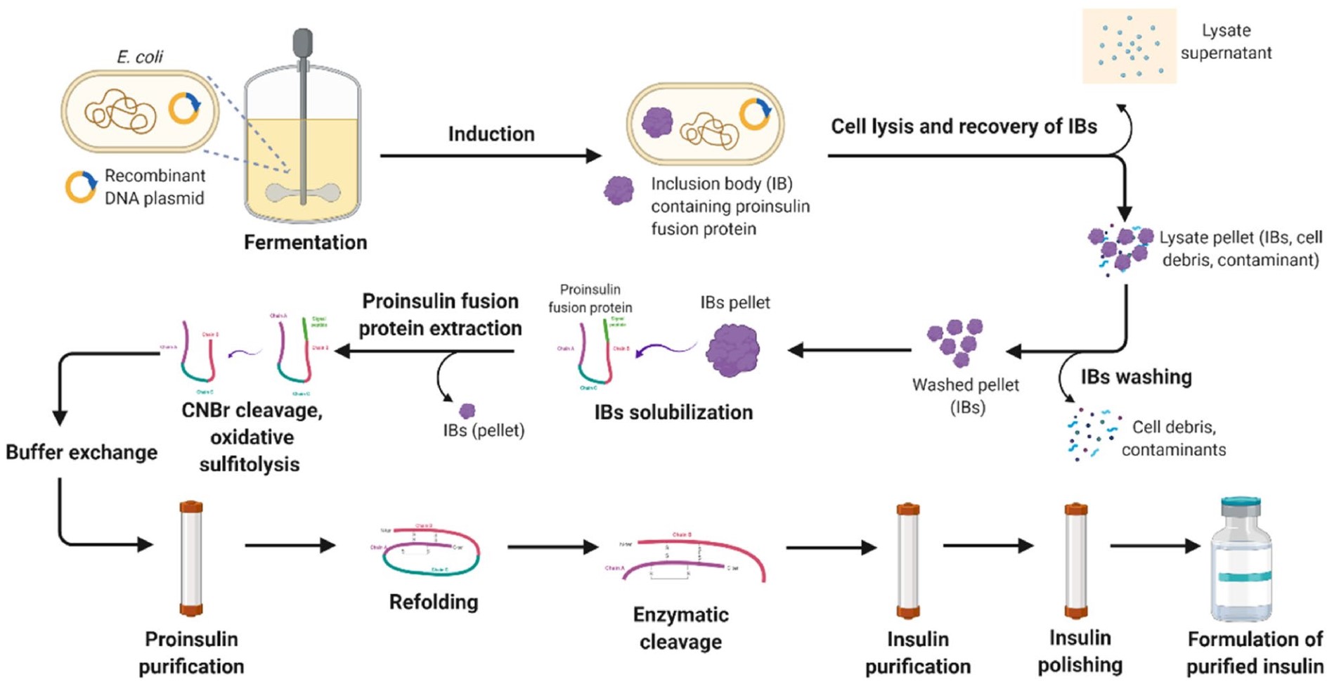 SECTM Protein Expression System - Creative Diagnostics