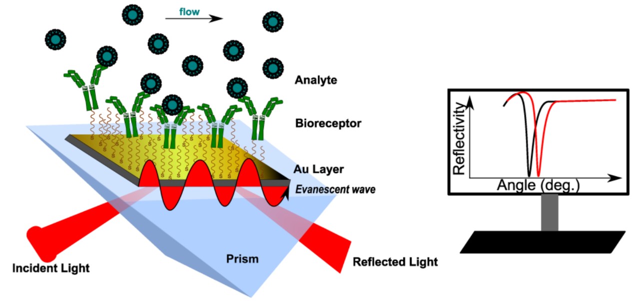 Surface Plasmon Resonance (SPR) - Creative Diagnostics